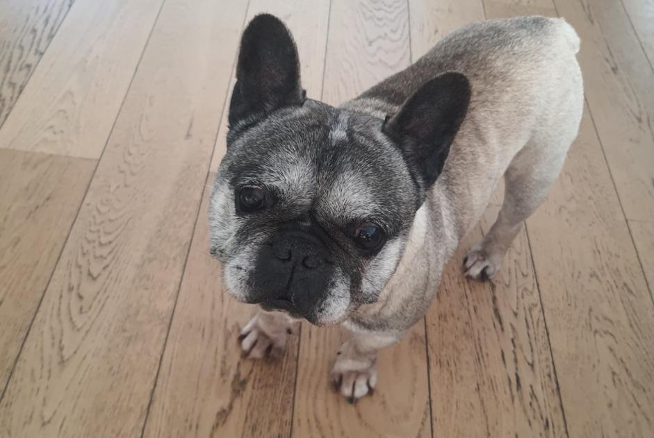 Vermisstmeldung Hund Männliche , 12 jahre Aubers Frankreich Vermisstmeldung Hund Männliche , 12 jahre Aubers Frankreich