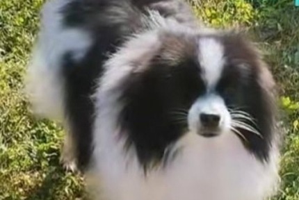 Disappearance alert Dog Male , 6 years Le Cateau-Cambrésis France Disappearance alert Dog Male , 6 years Le Cateau-Cambrésis France