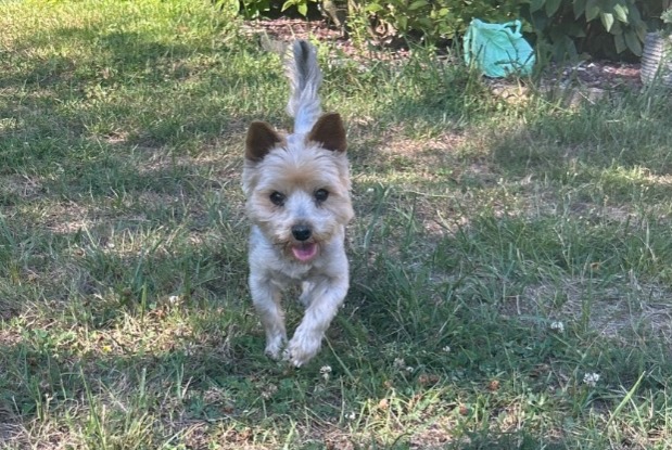 Alerte Découverte Chien Femelle Leffrinckoucke France Alerte Découverte Chien Femelle Leffrinckoucke France