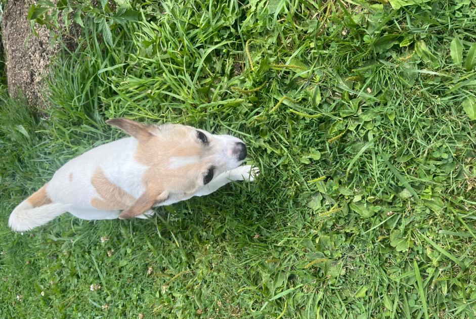 Alerte Découverte Chien Mâle Hon-Hergies France