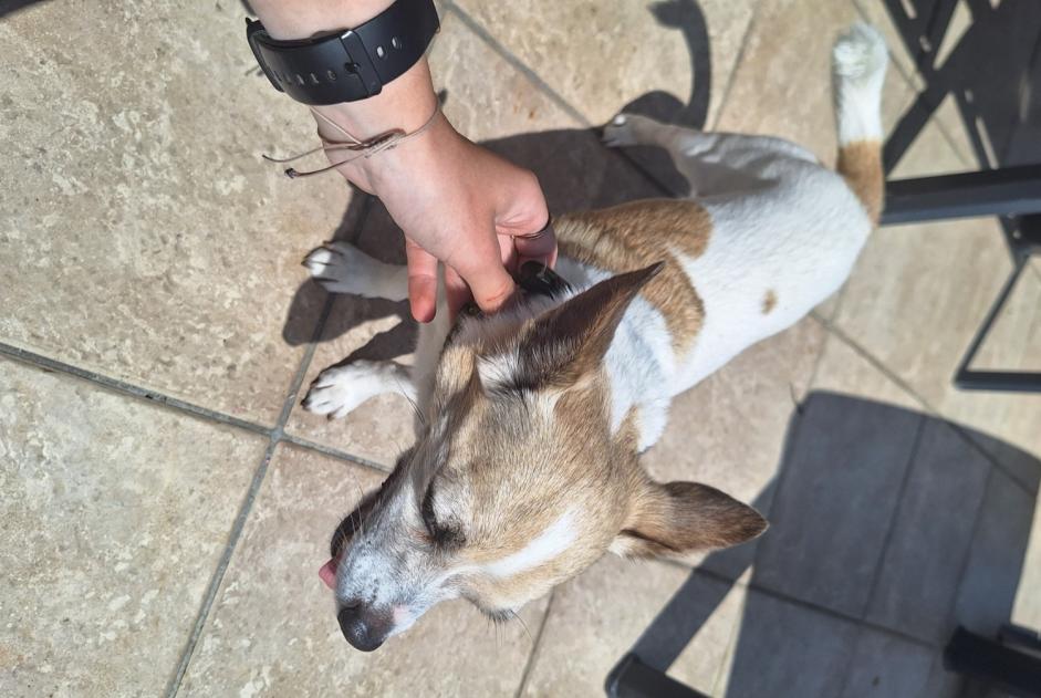 Alerte Découverte Chien croisement  Mâle Hon-Hergies France