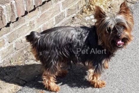 Alerta desaparecimento Cão Macho , 16 anos Comines France Alerta desaparecimento Cão Macho , 16 anos Comines France